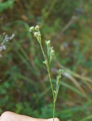 Bupleurum affine
