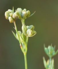 Bupleurum affine