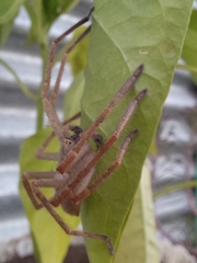 Olios sericeus
