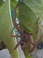 Olios sericeus
