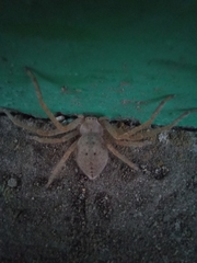 Olios sericeus