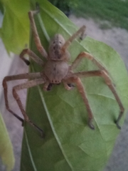 Olios sericeus