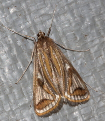 Strepsinoma foveata