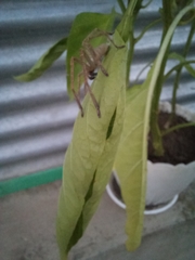 Olios sericeus