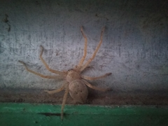Olios sericeus
