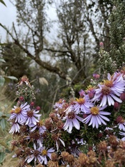 Diplostephium hartwegii