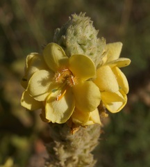 Verbascum ovalifolium