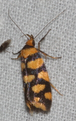 Tanyzancla argutella