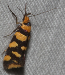 Tanyzancla argutella