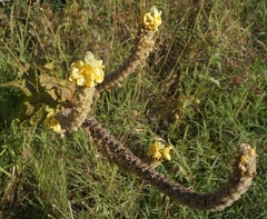Verbascum ovalifolium