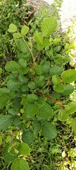 Rubus ellipticus