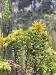 Monticalia arbutifolia