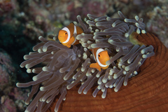 Amphiprion percula