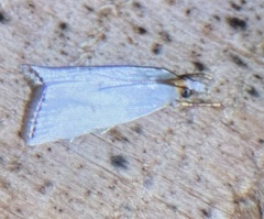 Argyria gonogramma