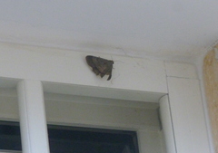 Pandesma quenavadi