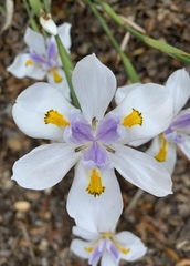Dietes iridioides