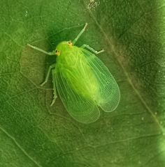 Tropiduchinae