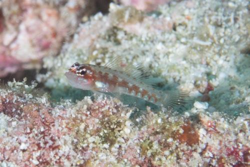 Signalfin dwarfgoby (Eviota sigillata) — Gobiidae — 5