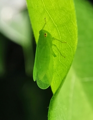 Tropiduchinae