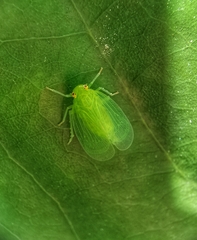 Tropiduchinae