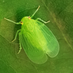 Tropiduchinae