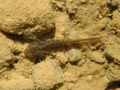 Salamandrina perspicillata