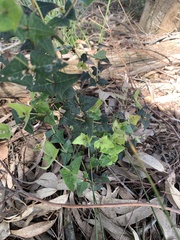 Platylobium obtusangulum