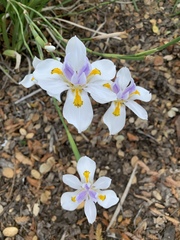 Dietes iridioides