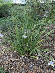 Dietes iridioides