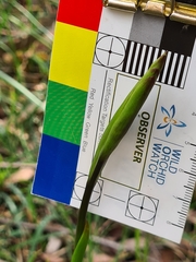 Diuris orientis