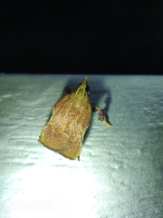 Galasa nigripunctalis