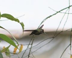 Eugenes fulgens
