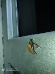 Galasa nigripunctalis