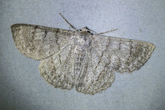 Crypsiphona ocultaria