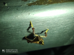 Galasa nigripunctalis