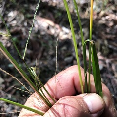 Digitaria breviglumis