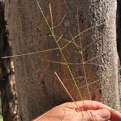 Digitaria breviglumis