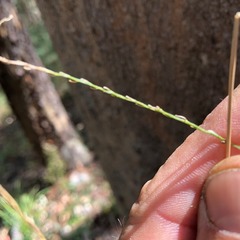 Digitaria breviglumis