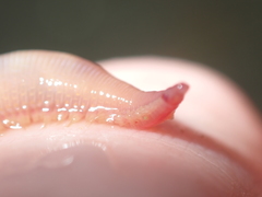 Glyceridae
