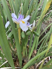 Dietes iridioides