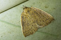 Authaemon stenonipha