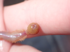 Glyceridae