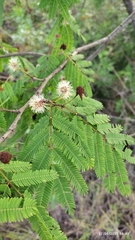 Mimosoideae