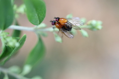 Sapromyza sciomyzina