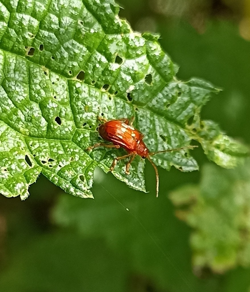 Japonitata