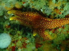 Fromia schultzei
