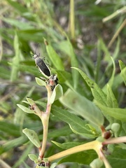 Catorhintha selector