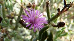 Mesembryanthemum junceum