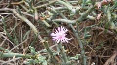 Mesembryanthemum junceum