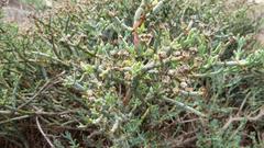 Mesembryanthemum junceum